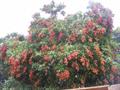 lychee 